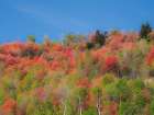 USA-Utah-Logan Pass Colorful autumn in Provo Pass Art Print